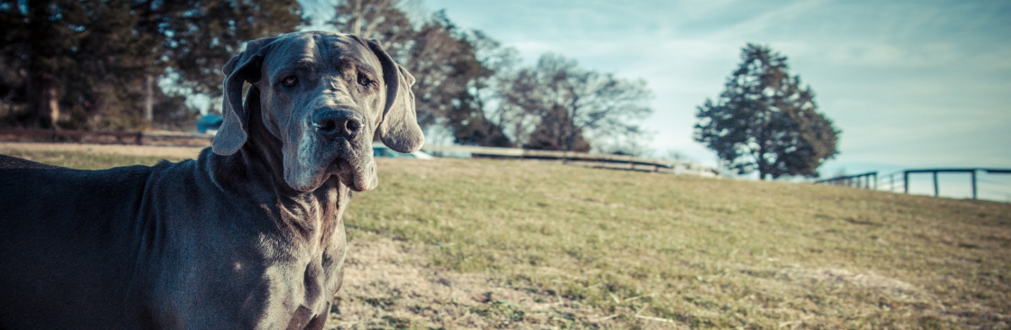 No Worries Pet and  Farm Sitting Cover Image